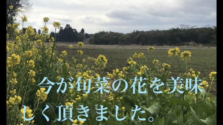 菜の花　オリーブオイル炒め