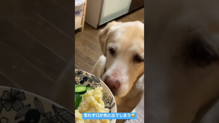 タラとジャガイモ🥔のペースト。　#犬