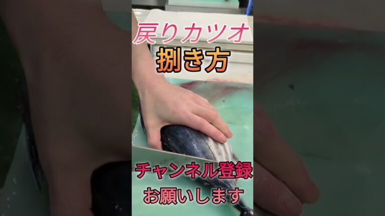 戻りカツオ捌き方#shorts #short #new #fish #howto #おすすめ #簡単 #料理 #釣り #楽しい #美味しい #旬 #趣味 #人気