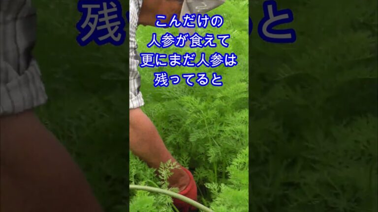 驚くべき人参の育て方 #shorts