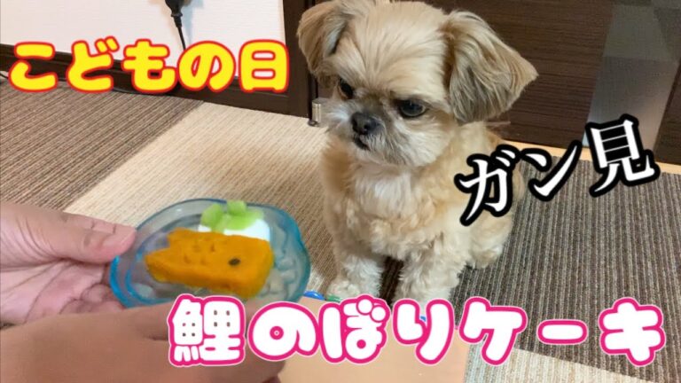 こどもの日 鯉のぼりケーキを夢中で食べる犬 チワワ×シーズー