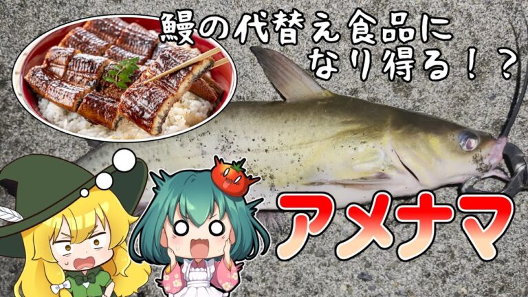 【かりんさんと】魔理沙ちゃんはタウナギが食べたかったようです【コラボ】【霞ヶ浦】