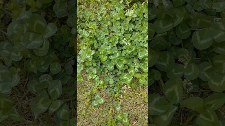 公園に生えてる食べられる草