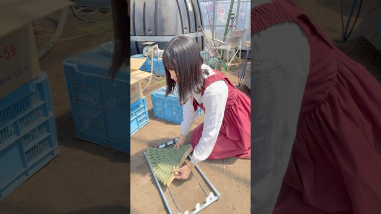 かぼちゃの苗作り🎃#shorts