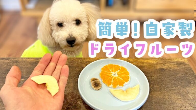 【犬 おやつ】自家製ドライフルーツ食べる姿が可愛すぎる大きなトイプードル【手作りおやつ】