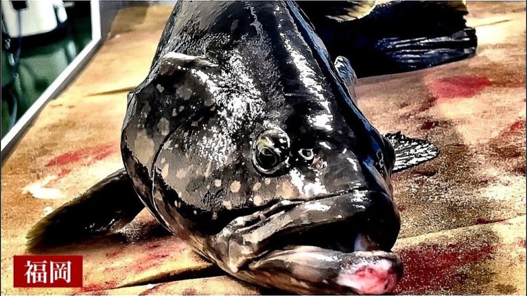 【博多の寿司】タマクエとウメイロ！レアな魚をさばく！魚と料理にこだわる人気店に密着！！『海晴れ』/Japanese sushi restaurant offering rare fish