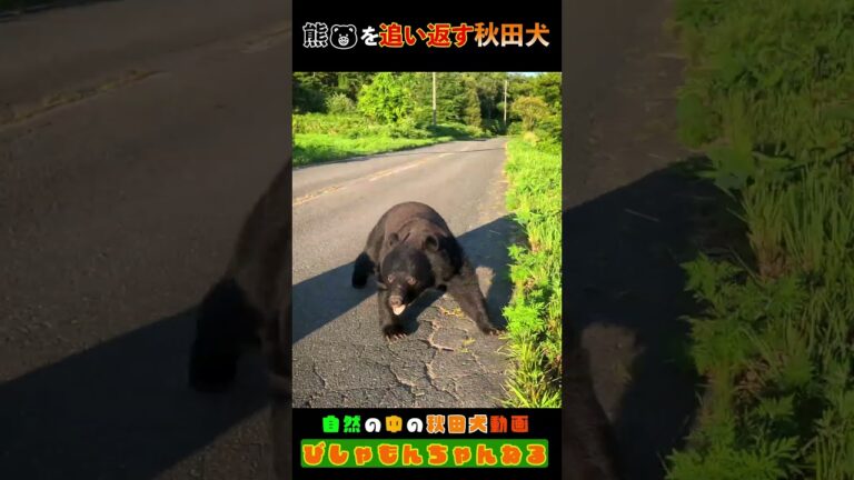 「熊を追い払う秋田犬」