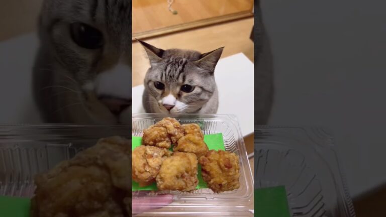 唐揚げと猫
