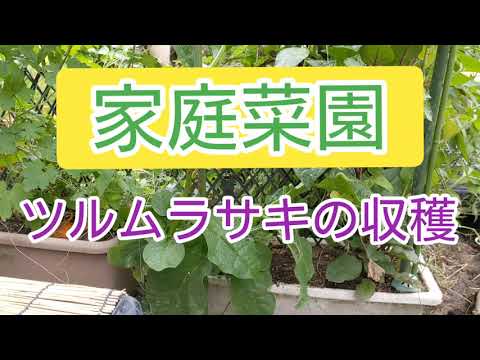 家庭菜園 ツルムラサキの収穫