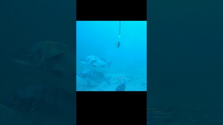 団子と一緒にカメラ投下したら目の前にチヌがいた #shorts