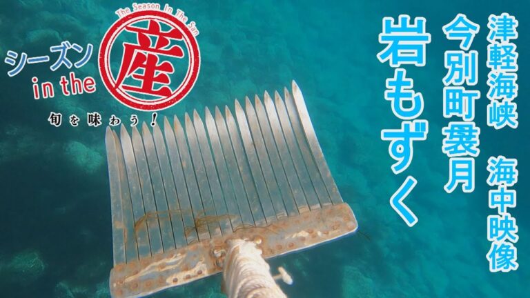 シーズンinthe産「今別町袰月・岩もずく」【津軽海峡 水中映像！岩もずく漁】㊻