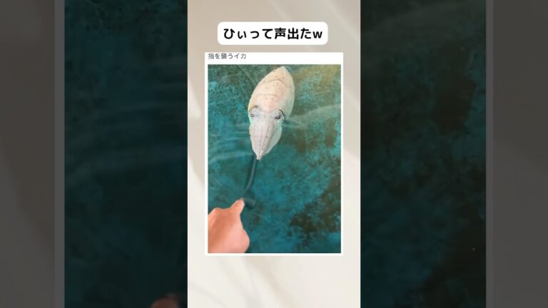 イカも懐くのかな　#shorts #おすすめ #おもしろ