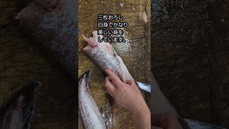 ヨロイイタチウオ別名ひげだら　長崎産です。#鍋#高級食材#タラ#白身魚