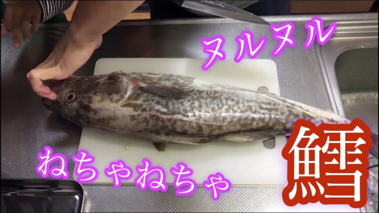 鱈（タラ）津本式血抜き　アオリイカ刺身 -cod-