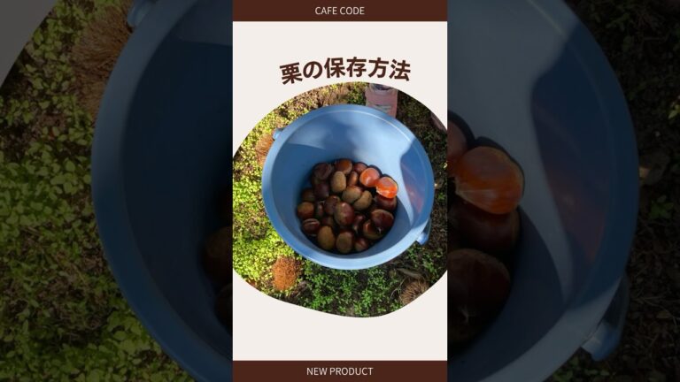 栗の保存方法　冷蔵冷凍　栗拾い　栗ご飯 #料理#下処理#保存方法