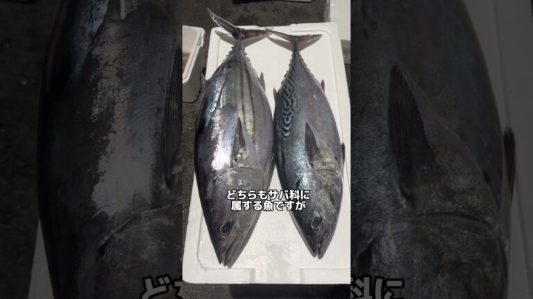 カツオとスマガツオの簡単な見分け方#豊洲市場 #魚 #魚料理 #ふりうり #魚釣り #釣り #カツオ