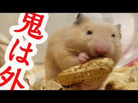 【節分！！鬼とハムスターと落花生】キンクマぷりん