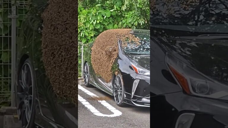 ミツバチ大量発生?なぜこの車だけ…