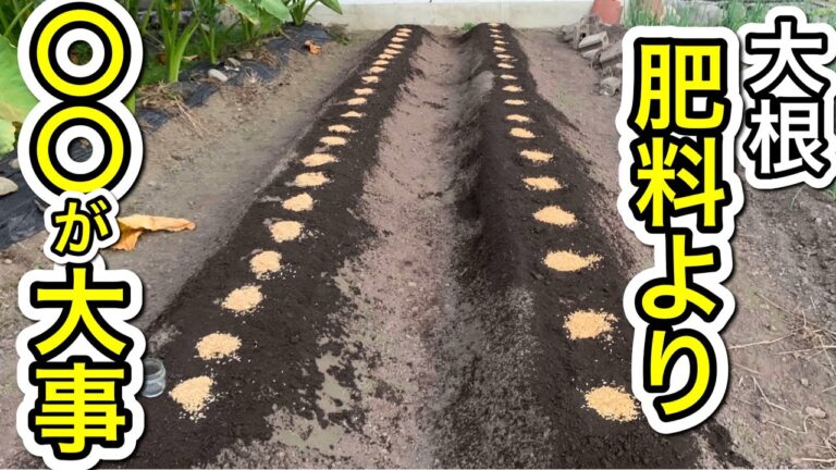 土作りしてすぐにできる大根の種まき手順。発芽率アップ、お金もかからない、害虫も少なくなる育て方。