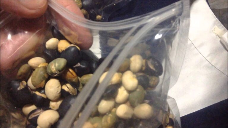 無添加ヘルシーな焙煎大豆・黒豆・青大豆がミックス豆大容量500gで千円ポッキリ：通販.jp