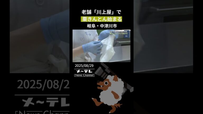 老舗和菓子店「川上屋」で栗きんとんづくり　「いい栗が届いた」 岐阜・中津川市