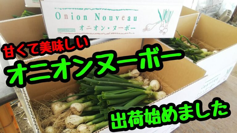 甘くて美味しいオニオンヌーボー♪♪
