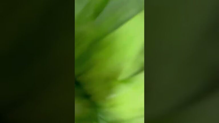 健康的に痩せる！体をアルカリ性にしてくれる酢味噌汁！