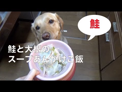 犬の手作り食：鮭と大根のあんかけスープご飯