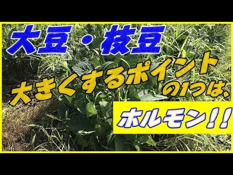 【野菜栽培】大豆・枝豆の実を太らせるポイントの1つはホルモン!!あまり大変でない作業で収穫量を増やす!!