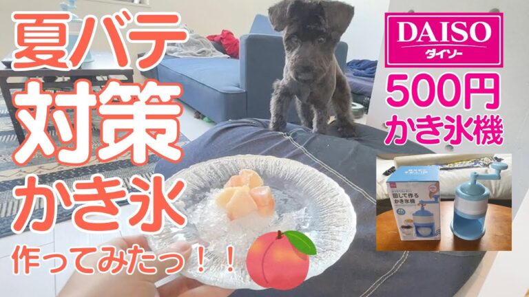 【犬の夏バテ対策】はじめてのかき氷に衝撃の反応（笑）#046 / ミニチュアシュナウザーと独身男の暮らし