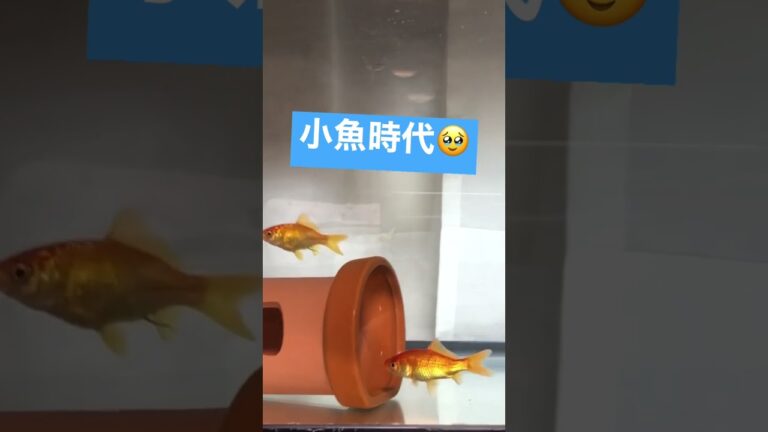 金魚の成長って早いよね　#金魚 #shorts