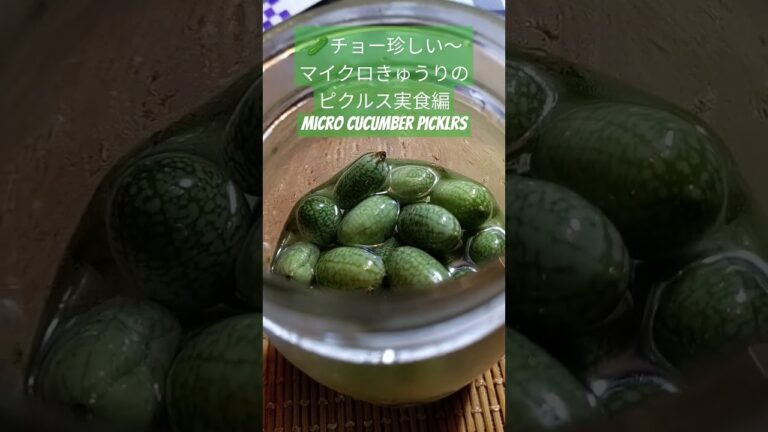 🥒独特の食感❤️ #shorts チョー珍しい〜#きゅうり  メロン・#マイクロきゅうり の#ピクルス  実食編micro #cucumber #pickles