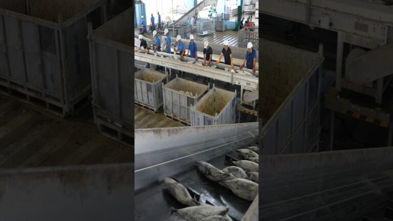 The process of making Japanese katsuobushi. Japan's largest katsuobushi factory.