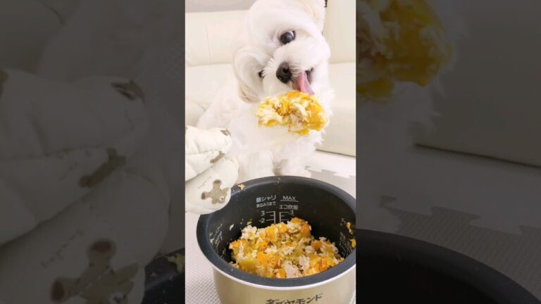 超絶簡単！炊飯器で愛犬が長生きする手作り犬ごはん作ろ！#マルチーズ#shorts