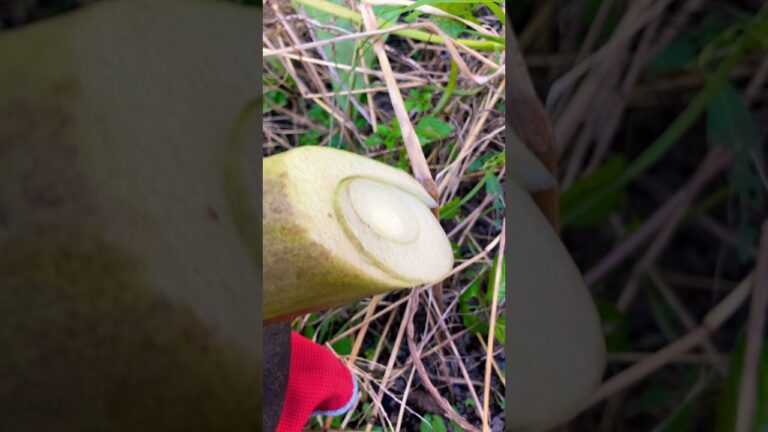 里芋の茎の水分がすごい‼️