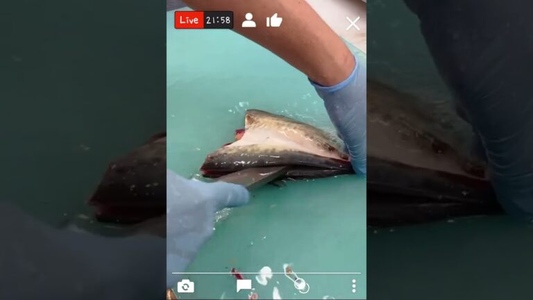 鯵フライ！美味いよね😋