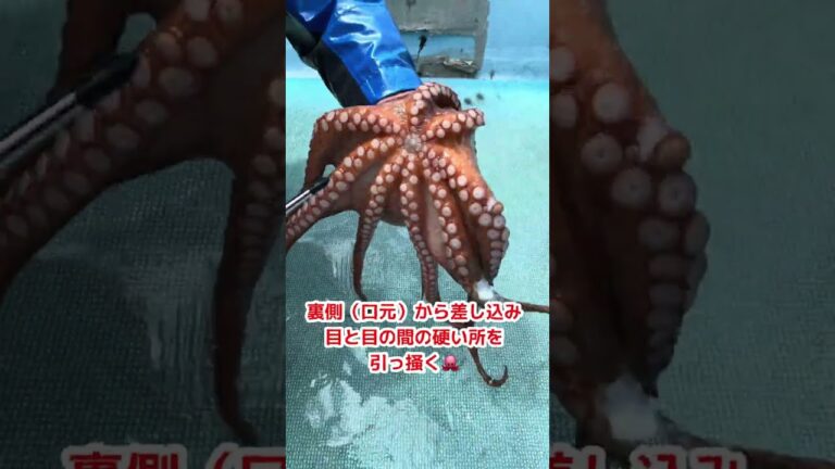 必見‼️タコを３秒で絞める裏技‼️