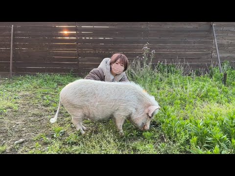 ミニブタつくね君がカンガルーのポッケとお散歩します