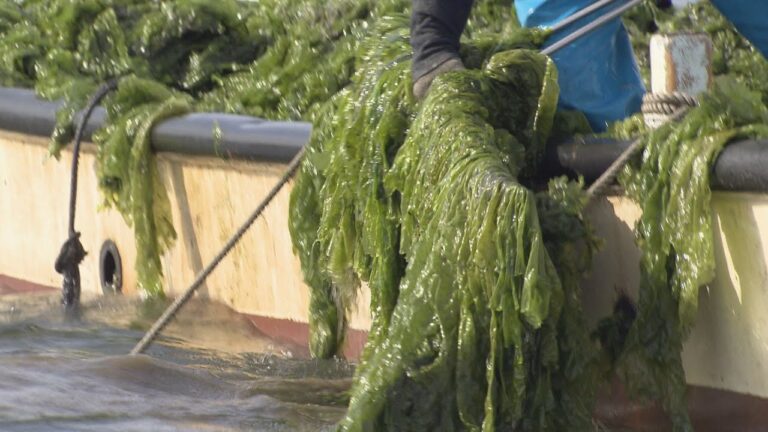 青のりなどの原料になるアナアオサの収穫最盛期　全国有数の産地愛知・田原市