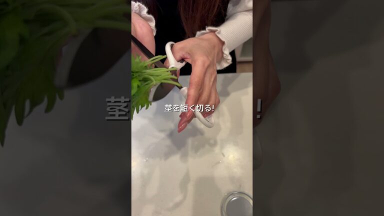 1ヶ月いきいき！大葉はこうやって保存してほしい