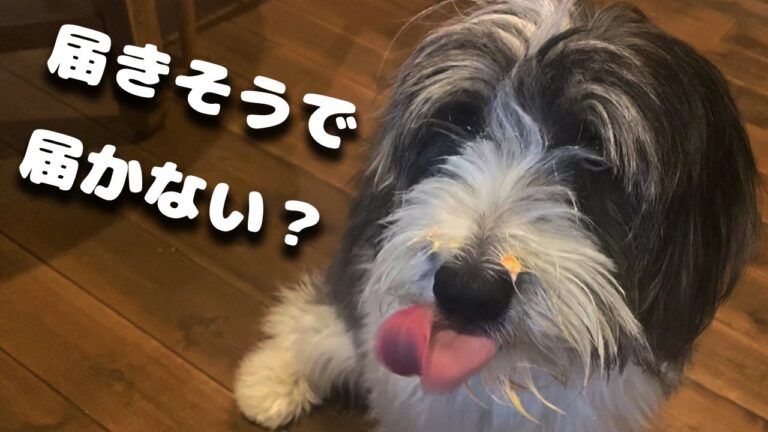 犬がご飯を必死に食べようとする姿がかわいい｜シュヌッフィーもふ