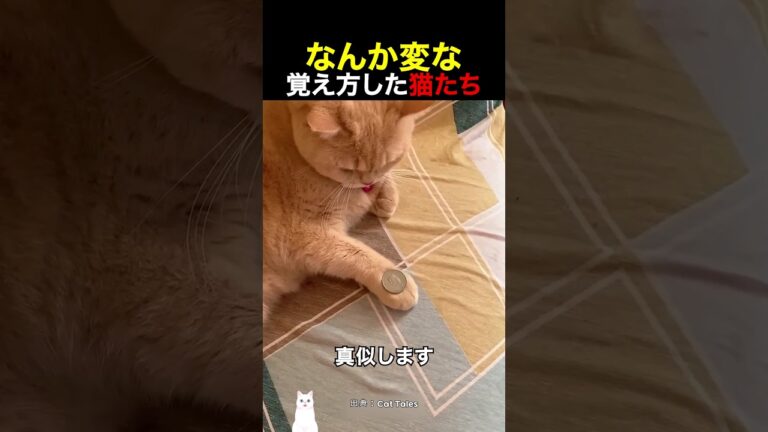 なんか変な覚え方した猫たち