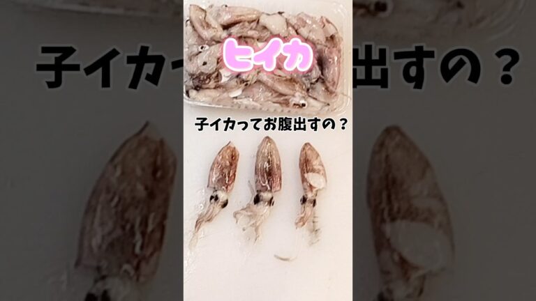 子イカ【ヒイカ】の下処理別食べ比べ #ヒイカ #子イカ #子イカ下処理