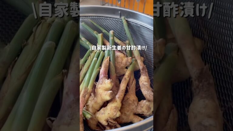 意外と簡単!!新生姜の甘酢漬け(ガリ)をお家で作ってみた/ #shorts #自家製 #生姜レシピ