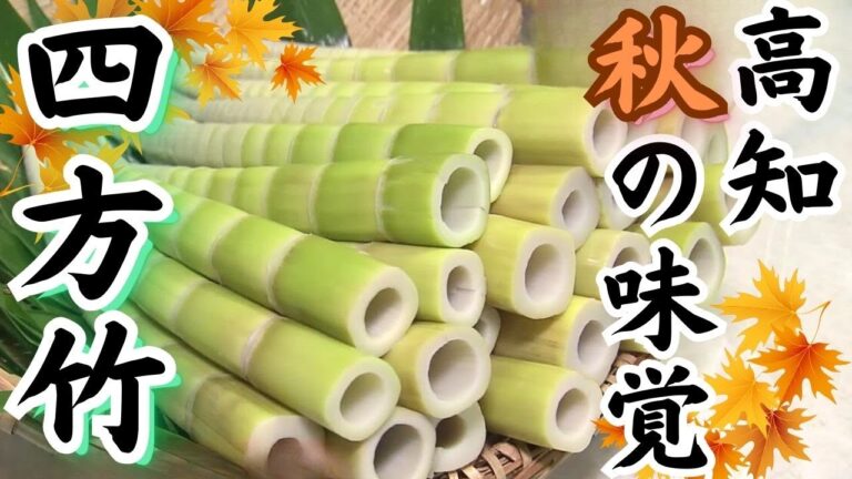 「高知の秋の味覚『四方竹』！収穫最盛期」こうちeye2023/10/18放送