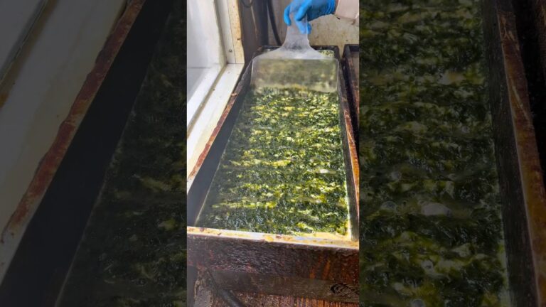 超巨大あおさ卵焼き #japanesefood