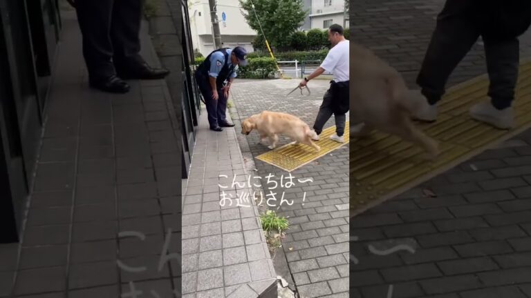 交番のお巡りさん👮‍♂️ワンコにも優しすぎました#ゴールデンレトリバー #癒し #大型犬 #shorts