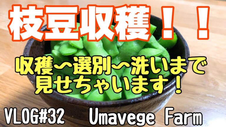 【枝豆】 収穫から枝豆洗いまで　今年初収穫です　VLOG#32