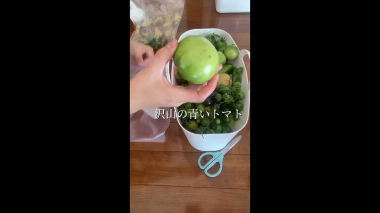 🍅青いトマトを赤くする方法🍅秋トマト🍂