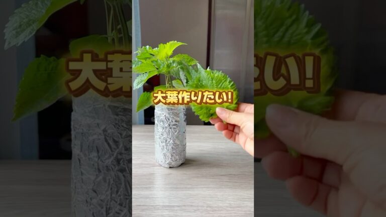 リクエストがあった大葉水耕栽培🌿#野菜作り #野菜栽培 #家庭菜園 #水耕栽培 #大葉#シソ